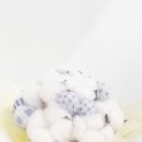 목화 캔디