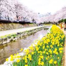 울산 남구 삼호동 행정복지센터 | 2025년 울산 벚꽃 개화 시기 및 명소 울산 축제 가볼 만한 곳
