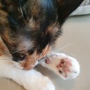 집사의하루 강남점 이미지