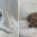 강아지분양 고양이분양 도그마루 무료 검단점 이미지