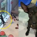 동물병원 산책 이미지