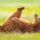 지노20000헤어 이미지