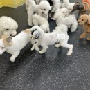 댕겨와유 이미지