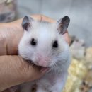우진펫 이미지
