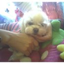 독사랑동물병원 이미지