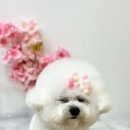 쥬쥬퍼피 이미지
