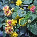 란타나 Lantana spp 이미지