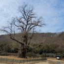 의령 세간리 은행나무 이미지