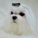 그리시아 화이트 매직 이미지