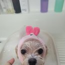 머드독 이미지