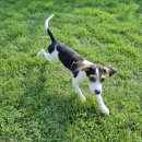 러브애견미용 이미지