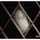 하늘누에 이미지