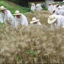 보리타작 이미지