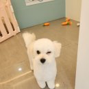 허니애견 티스토리