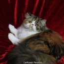 CatFlower