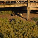 해안뜰 | [호주]멜번_필립 아일랜드 투어(2) #펠리컨 스팟 #노비스 해안산책로 #펭귄 퍼레이드