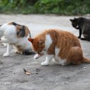 잇츠그루밍타임 이미지