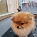 예쁜미용소 | 청라가위컷전문 JOOZOO이발소 꼼꼼하게 해주네요!