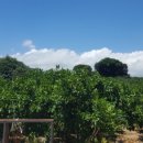 신효동-19 이미지