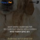 멍멍이집