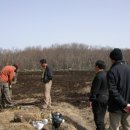 구절초 묘종 파종~!! 이미지