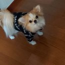 논골종로약국 | 즉석떡볶이맛집]미용실 원장님추천 30년 전통 떡볶이 맛집 양지동 숙이네 분식 미용캡 쓰고 포장 후기~!!