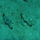 스콜피언 이미지