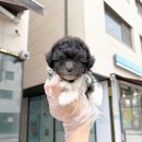 김포강아지분양 일산강아지분양 강아지책임분양 포메라니안입양 말티즈분양 말티푸무료분양 강아지책임분양 이미지