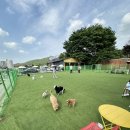 멍필드 | <안성 애견카페>멍필드 후기 🐶