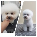 도브리댕 이미지