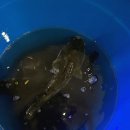 낭만물고기실내낚시카페 이미지