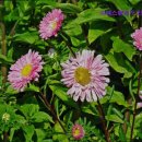 지에스렌트카 이미지