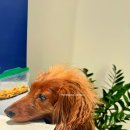 야탑 반려견 | 야탑 맛집 추천 | 그루브나이스커피 &amp; 멍냥집사의상점 후기 (내돈내산 애견동반가능 카페·성남시청...