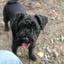 청순하개 이미지