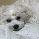앙금홀릭