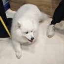 올리스24셀프목욕 이미지