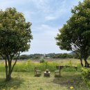 샌드블라썸 이미지