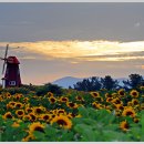 함안 강주리 해바라기 축제장 이미지