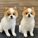 강아지 미용 | 동탄 강아지 목욕 미용 후기 : 펫바스로 동탄본점