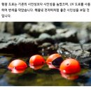 평소 원투 낚시를 즐길 때 아이템이테크니션 구멍찌 야기피싱