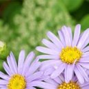 쑥부쟁이 이미지