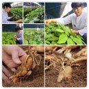 순수홍삼 | 가성비 좋은 순수식품 홍삼 스틱 100포, 내돈내산 후기