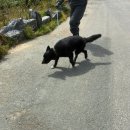 (주)반려동물털로덮인친구들 | 부산동물보호센터 유기견봉사활동 4-2