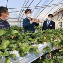 여아농장 이미지