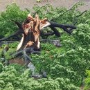 느티나무사거리 이미지