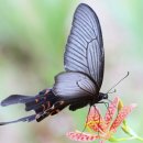 나비야 청산가자 이미지