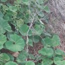 웅도민박 이미지