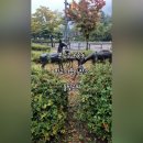 판교원로 이미지