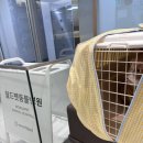 월드펫동물병원 | [경기도 부천] 월드펫 동물병원 다녀옴