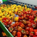 원주농장 이미지